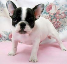 Double Hooded And Blue French Bulldogs For Sale, Text (251) 237-3423