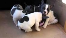 Double Hooded And Blue French Bulldogs For Sale, Text (251) 237-3423