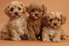 F1 Cavapoo Puppies Ready Now For Sale, Text (251) 237-3423