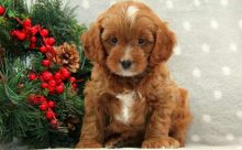 F1 Cavapoo Puppies Ready Now For Sale, Text (251) 237-3423