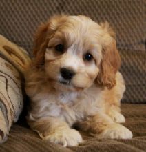 F1 Cavapoo Puppies Ready Now For Sale, Text (251) 237-3423