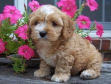 F1 Cavapoo Puppies Ready Now For Sale, Text (251) 237-3423