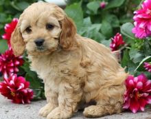 F1 Cavapoo Puppies Ready Now For Sale, Text (251) 237-3423