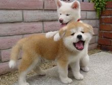 Fantastic Shiba Inu Puppies Ready For Sale, Text (251) 237-3423