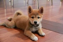 Fantastic Shiba Inu Puppies Ready For Sale, Text (251) 237-3423
