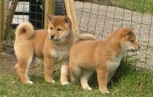 Fantastic Shiba Inu Puppies Ready For Sale, Text (251) 237-3423