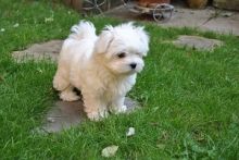 Gorgeous white Maltese Puppies