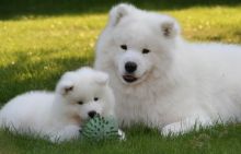 Samoyed Puppies Ready Now For Sale, Text (251) 237-3423