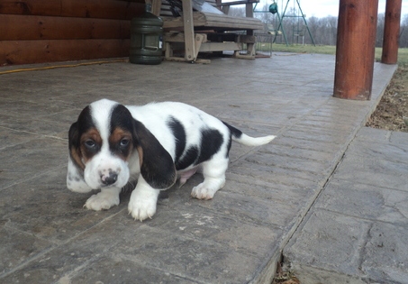 Adorable Basset Hound Pups for Sale Image eClassifieds4u