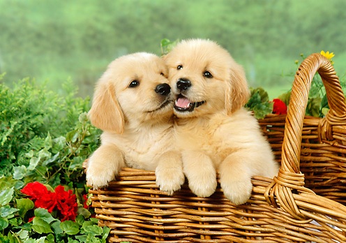 Adorable Male and Female Golden Retriever Available to Go Puppies For Sale, Text (251) 237-3423 Image eClassifieds4u