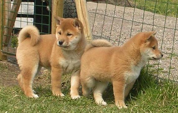 Fantastic Shiba Inu Puppies Ready For Sale, Text (251) 237-3423 Image eClassifieds4u