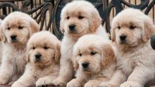 Adorable Male and Female Golden Retriever Available to Go Puppies For Sale, Text (251) 237-3423 Image eClassifieds4u 1