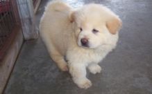 Affectionate Chow Chow Puppies for a caring and lovely home Image eClassifieds4u 1