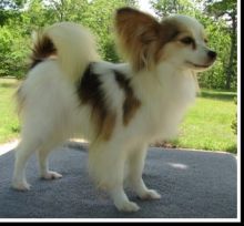 charming little Papillon puppies for sale Image eClassifieds4u 1