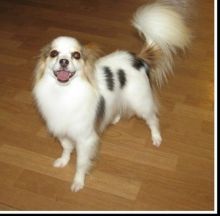 charming little Papillon puppies for sale Image eClassifieds4u 2