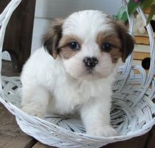 Cutest and Loving Lhasa Apso Puppies For Sale For Sale, Text (251) 237-3423 Image eClassifieds4u 3