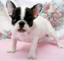 Double Hooded And Blue French Bulldogs For Sale, Text (251) 237-3423 Image eClassifieds4U