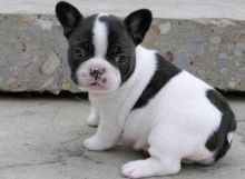 Double Hooded French Bulldogs For Sale, Text (251) 237-3423 Image eClassifieds4u 1