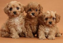 F1 Cavapoo Puppies Ready Now For Sale, Text (251) 237-3423 Image eClassifieds4u 2