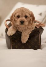 F1 Cavapoo Puppies Ready Now For Sale, Text (251) 237-3423 Image eClassifieds4u 3