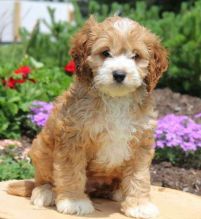 F1 Cavapoo Puppies Ready Now For Sale, Text (251) 237-3423 Image eClassifieds4u 1
