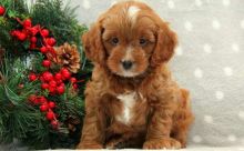 F1 Cavapoo Puppies Ready Now For Sale, Text (251) 237-3423 Image eClassifieds4u 4