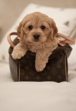 Health Tested F1cockapoo Puppies For Sale, Text (251) 237-3423 Image eClassifieds4U