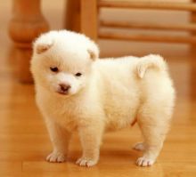 Samoyed Puppies Ready Now For Sale, Text (251) 237-3423 Image eClassifieds4U