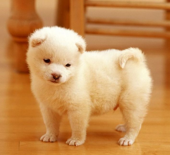 Samoyed Puppies Ready Now For Sale, Text (251) 237-3423 Image eClassifieds4u