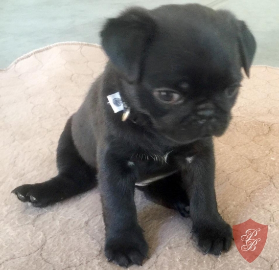 lovely and gourgous female Pug puppy seeking lovely home Image eClassifieds4u