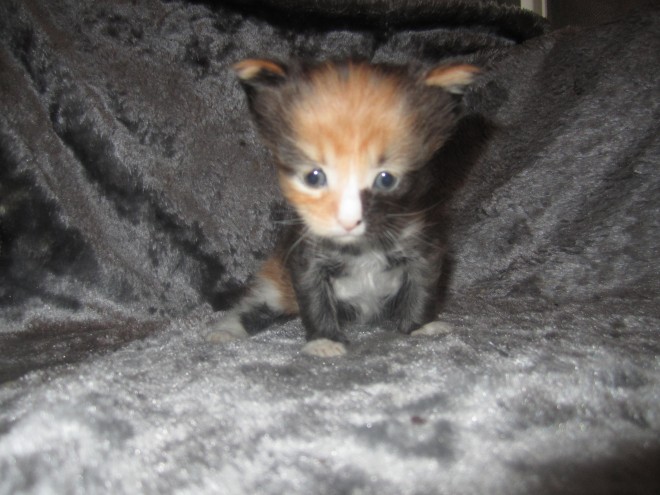 htewerhtb maine coon kittens for sale Call/ Text 647 487 9166 Image eClassifieds4u