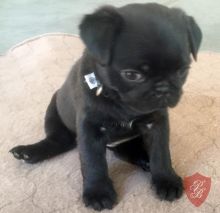 lovely and gourgous female Pug puppy seeking lovely home