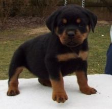 @Smart and Healthy German Rottweiler Pups