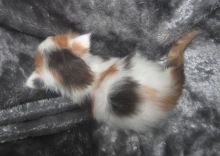 Quality Pedigree Maine Coon Kittens Call/ Text 647 487 9166