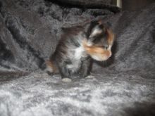 Charming Maine Coon Kitten For Sale Call/ Text 647 487 9166