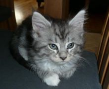 Pedigree Maine Coon Kittens Ready for new homes Call/ Text 647 487 9166