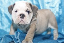 13 Weeks old English Bulldog Puppy ^^^Shipping Available