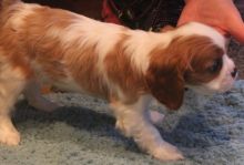 Awesome Cavalier King Charles Spaniel Puppies