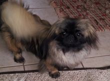 awesome Purebred Purebred Pekingese Pups