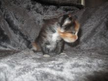 Beautiful Female Maine Coon Kittens