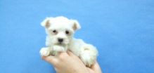 Bichon Maltese American for a Good home