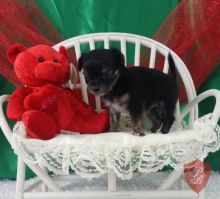 care eyecatching Chihuahua puppy for sale