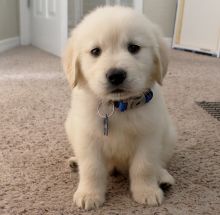 Chunky Golden Retriever Available For Sale Text (251) 237-3423