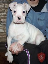 CKC registered boxer puppy for sale