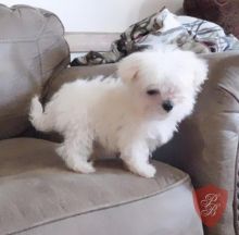 fully registered CKC female Maltese puppy for sale