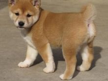 Good and Loving Shiba Inu Puppies Ready For Sale Text (251) 237-3423