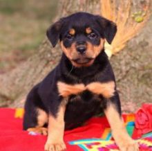 Gorgeous Chunky Female Rottweiler Pups Ready Now