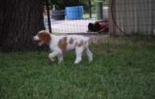 lively and amaazing brittany pups for a beautiful home
