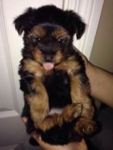 Male and Female Yorkie Puppies