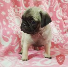 outstanding cKC Registered female PUG Puppy Available